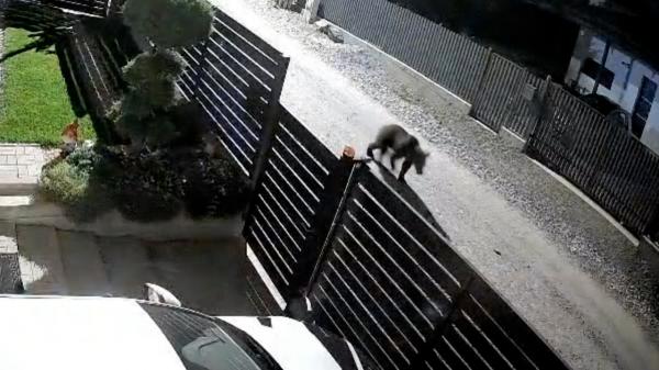 Momentul în care un urs se plimbă nestingherit, în toiul nopții, printre casele oamenilor din Cluj