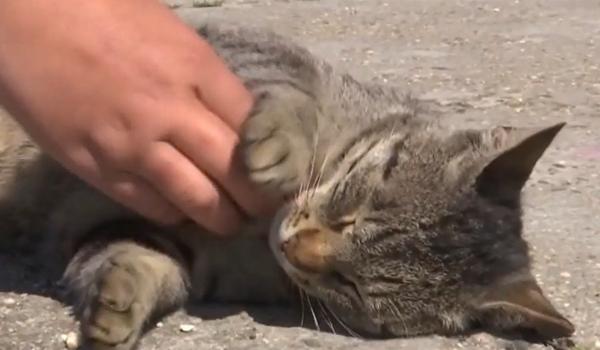 Locul din Mangalia unde liniștea se măsoară în tors de pisică