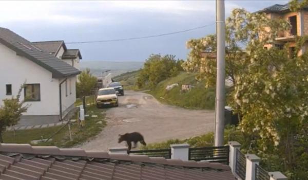 Localnicii dintr-un sat de lângă Cluj-Napoca, terorizați de un urs. Se tem să iasă din case