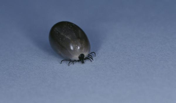 A început sezonul căpuşelor. Cum recunoşti simptomele bolii Lyme la oameni şi animale