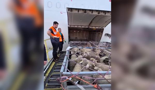 Peste 4.000 de oi, trimise din România în Algeria cu avioane cargo. Premieră pe Aeroportul "Henri Coandă"