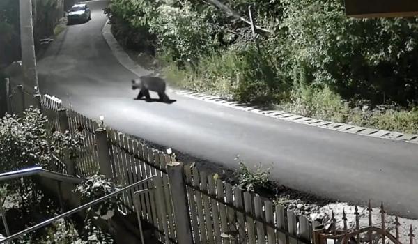 Localnicii dintr-o comună prahoveană, terorizaţi de urşi. "Ţi-e teamă să mai ieşi din curte"