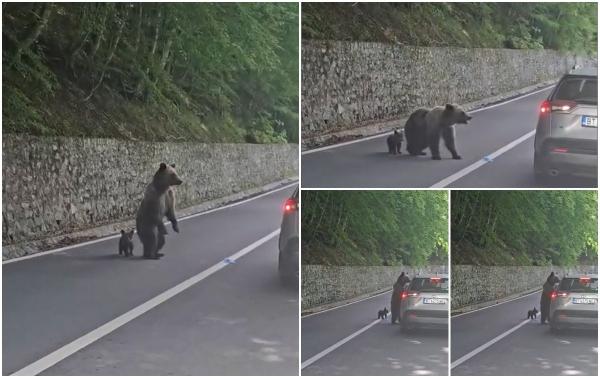 Momentul când ursoaica îl atacă pe turistul bulgar în zona barajului Vidraru. Îl avea alături pe puiul său