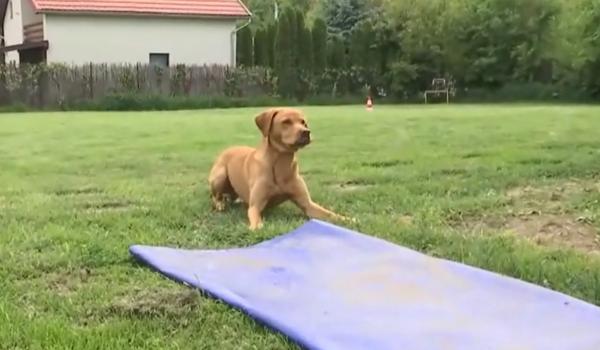 Performanţă rară pentru un labrador din România. Tobi a intrat într-un club select al câinilor de salvare