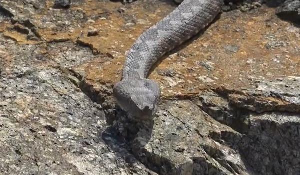 A început sezonul viperelor la munte. Regula de aur care poate salva vieţi în caz de muşcătură