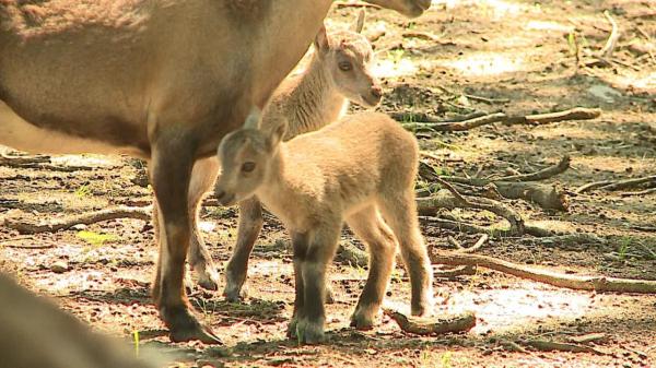 Premieră la Zoo Târgu Mureş. S-au născut primii iezi de ibex din ţară
