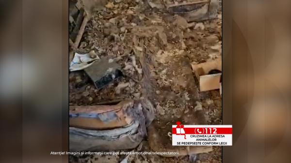 Cadavre de câini și pisici, găsite în curtea unei femei care cerea donații pentru îngrijirea animalelor