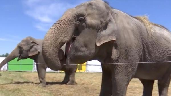 Safari mobil în Suceava. Experienţa inedită care îi aduce pe vizitatori faţă în faţă cu animale spectaculoase