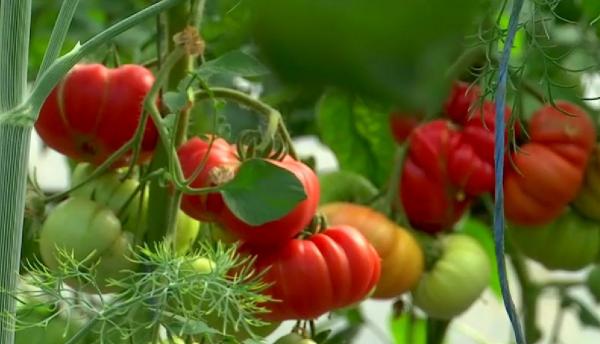 Un fermier din Gorj a dat lovitura cu roșia gigant. Costă între 15-18 lei și are gustul autentic de altădată