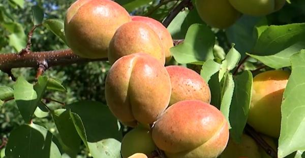 Recoltă bogată în livezile din sudul ţării. Producţia din acest an este cu 90% mai bună ca anul trecut