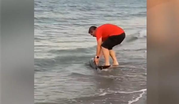 Moment emoţionant pe o plajă din Constanţa. Un bărbat a salvat un marsuin rămas captiv la mal