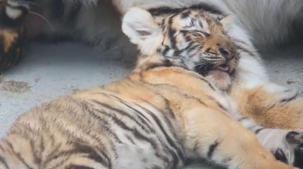 Doi pui de tigru siberian, vedete la ZOO din Oradea. În sălbăticie, mai sunt între 500 şi 750 de exemplare