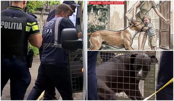 Cazul copilul de 2 ani sfâșiat de câinele Amstaff. Medicii, șocați când au văzut cum a ajuns la spital