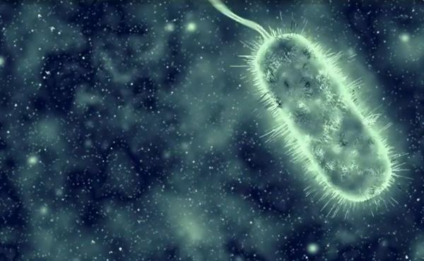 Ce este Vibrio Vul-ni-fi-cius, bacteria carnivoră care provoacă infecţii severe. Se răspândeşte cu rapiditate