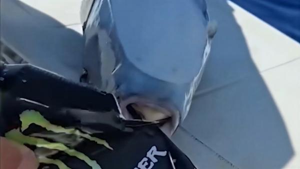 Peştele-iepure, spaima românilor aflaţi în vacanţă în această ţară din UE. Statul oferă bani ca să scape de el