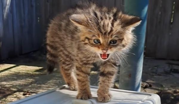 Surpriză pentru două femei din Mureş şi Neamţ. Au crezut că salvează pisici de casă, dar erau feline sălbatice
