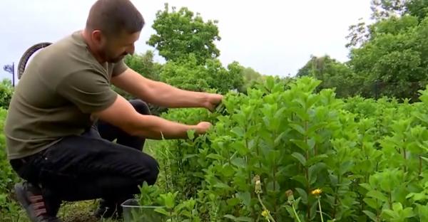 Alternativă la culturile tradiționale. Cu ce au dat lovitura agricultorii din sudul țării