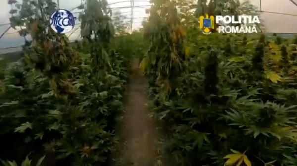Laborator de droguri descoperit într-o gospodărie din Neamț. Solariul, transformat în plantație de canabis