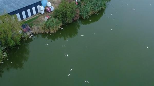 Dezastru ecologic pe Lacul Corbu: mii de pești au murit, pierderile ajung la 20 de tone