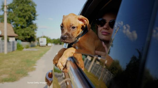 Amenda usturătoare pe care o pot primi șoferii care își iau animalul de companie în mașină
