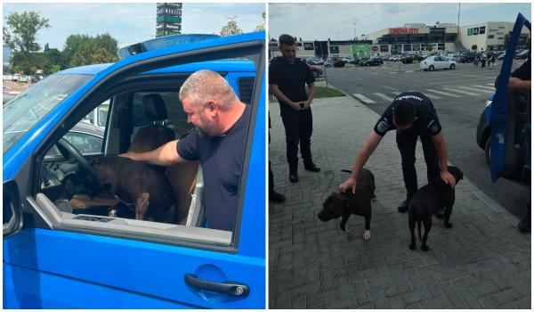 Panică în parcarea unui mall din Galaţi, unde 2 câini amstaff umblau liberi. Reacţia jandarmilor