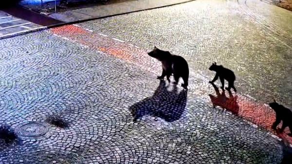 Nouă turiști au rămas blocaţi pe traseu în munții Harghitei. Şase urşi le-au ieșit în față