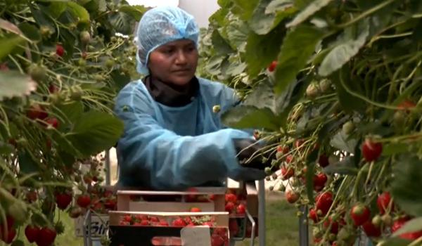 Locul din România unde căpşunile se culeg 9 luni pe an. Investiţie de 3 milioane €