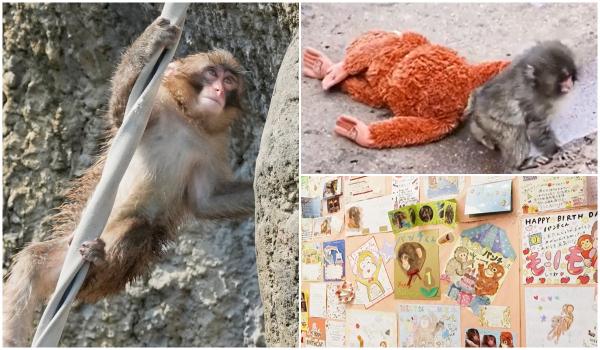 Un an de la imaginile care au făcut înconjurul lumii. Maimuţica Punch, sărbătorită de zeci de mii de fani