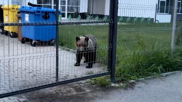 Urs, luat de la liceu şi dus la grădina zoologică. A creat panică în Sibiu