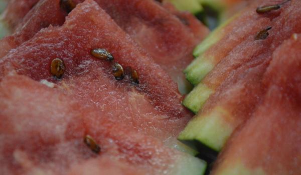 "Atunci când îl lovim, să vibreze miezul". Trucurile producătorilor pentru a alege cel mai bun pepene