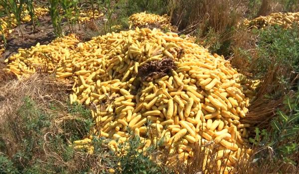 Paradoxul care îi falimentează pe fermieri: recolte bogate, dar tone de legume ajung la gunoi