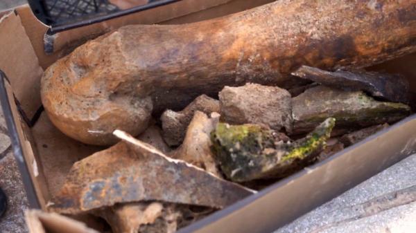 Descoperire neobișnuită în Dunăre, după ce a atins un minim istoric: rămășițe de mamut, găsite în Bulgaria