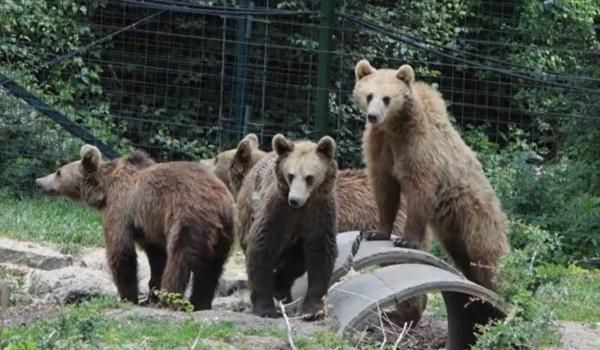 Rămași fără mamă, patru pui de urs de la Zărnești primesc o nouă șansă într-un parc natural din Franța