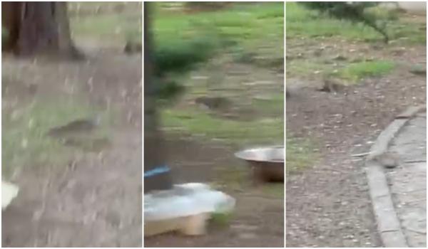 "Incredibil câți sunt!" Mai mulți șobolani, filmați când alergau la câțiva metri de Primăria Sectorului 1