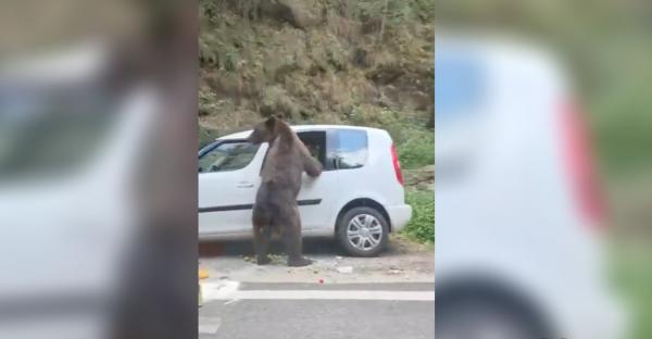 Momentul în care un urs sparge geamul unei mașini pe Transfăgărășan ca să caute mâncare