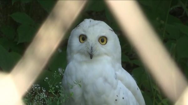 4 august, ziua internaţională a bufniţei. Grădina zoologică unde se află un exemplar rar întâlnit în România