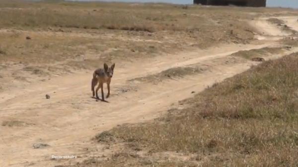 Mărturia vecinilor care au salvat-o pe femeia muşcată de un şacal turbat. "L-am apucat de gât"