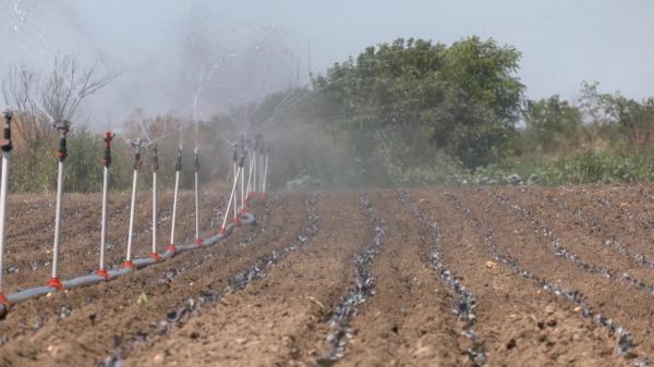 Recolte compromise din cauza nivelului scăzut al Dunării. Sistemele de irigaţii nu mai au apă