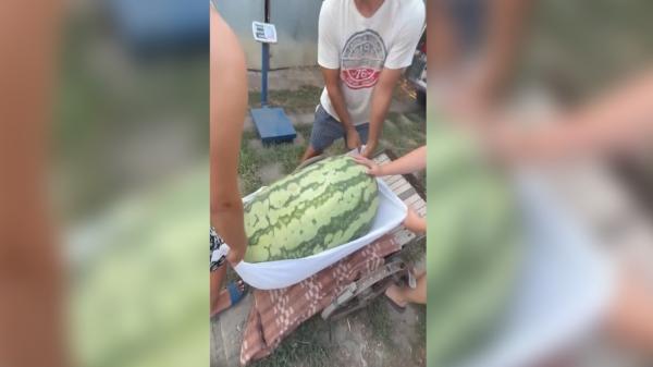 Satul de la granița României în care cresc pepeni cât porcii. Un fermier a cultivat un pepene de 84 kilograme