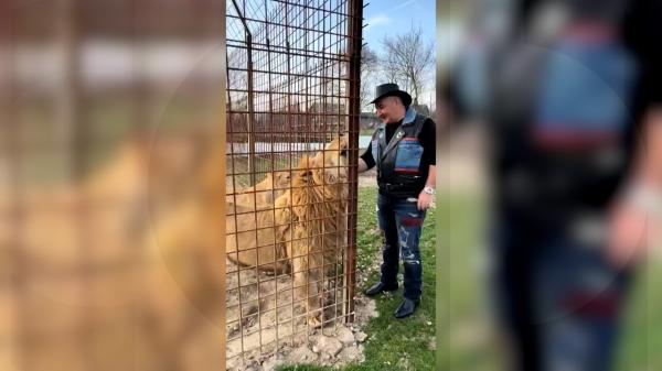 Un executor judecătoresc şi-a făcut zoo cu lei şi tigri în Dâmboviţa. 50 de lei biletul de vizionare