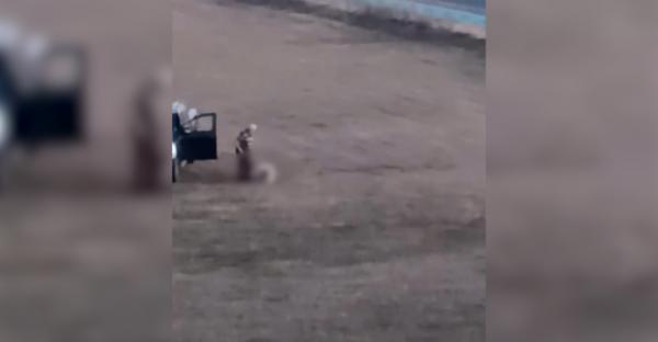Momentul în care o oaie este lovită cu mașina și apoi cu piciorul lângă o parcare din Sibiu: "E inacceptabil”