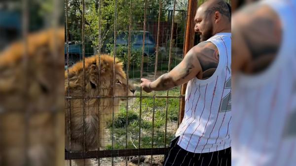 Lei, tigri și urși, salvați dintr-o menajerie ilegală din Dâmbovița. Nuţu Cămătaru avea animale aici