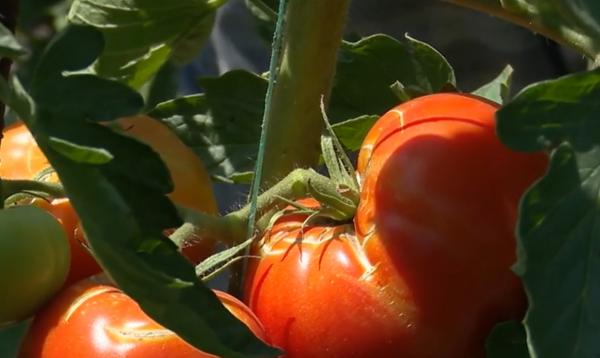 Fructul care ne amintește de copilărie. De ce roșiile "urâte" pot avea gustul pe care îl căutăm de ani de zile