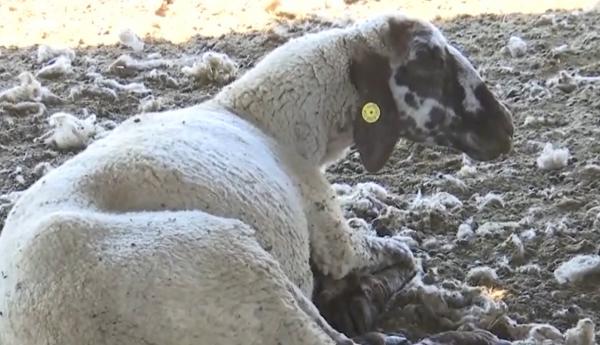 Mor oile în Brăila. Fermierii sunt disperaţi, zeci de animale au pierit în câteva zile din cauza unei boli