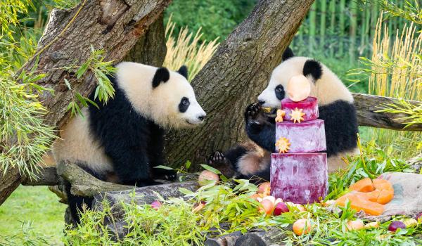 Petrecere surpriză pentru doi urşi panda, la un zoo din Berlin. Îngrijitorii le-au pregătit un tort de 3 etaje