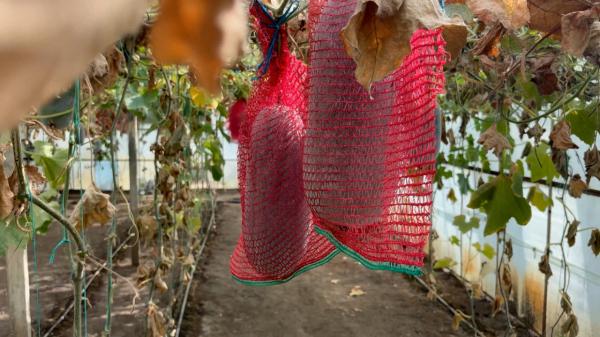 Fructul exotic care rezistă chiar şi un an în cămară, fără pic de frig. Are 20 kg și e cultivat în Buzău