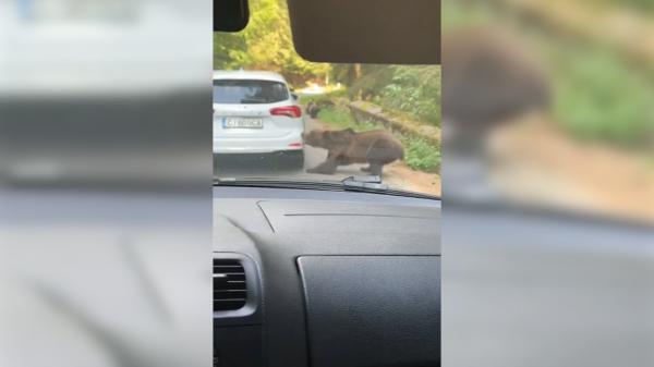 O ursoaică a smuls bara din spate a unei mașini, pe Transfăgărășan. Momentul, filmat