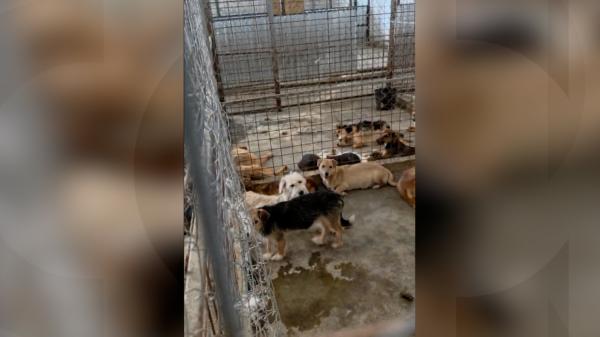 Adăpostul groazei din Dăeni: Câini bolnavi, răniți și animale moarte în congelatoare. Cât a încasat de la stat