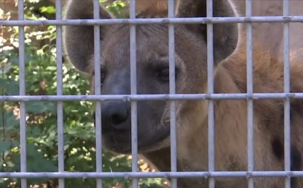 Temba şi Lock, noile vedete de la Zoo Braşov. Hienele pătate au fost atracţia turiştilor