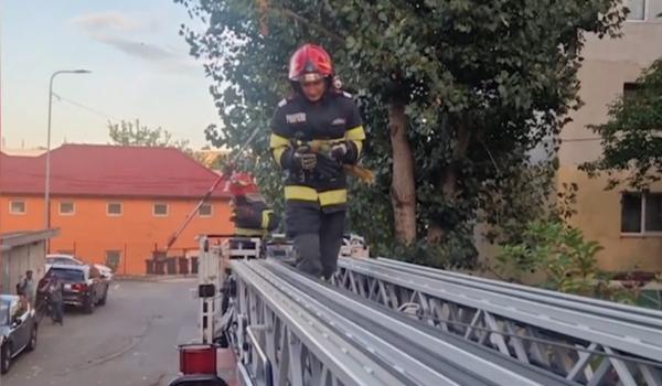 "Evadare" de lux în Tulcea. Un papagal de 13.000 de lei a fugit de acasă și s-a cocoțat într-un copac